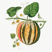 Scarlet Flesh Romana Melon illustration vector