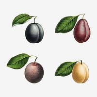 Set of plums on branches illustration vector