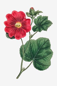 Vintage Seringapatam A Hollyhock (Alcea Rosea) plant illustration