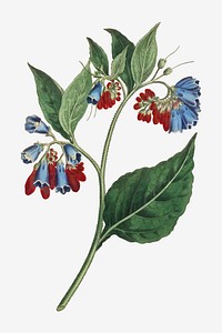 Vintage Symphyum Asperrim (Prickley Comfrey) flower illustration