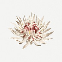 Dagger&ndash;Leaf Protea (1806) Image from The Botanical Magazine or Flower Garden Displayed by Francis Sansom. Original from The Cleveland Museum of Art. Digitally enhanced by rawpixel.