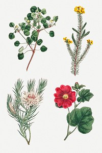 Set of vintage blooming flower illustration