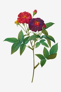 Vintage Rosa Gallica Purpurea Velutina Parva vector