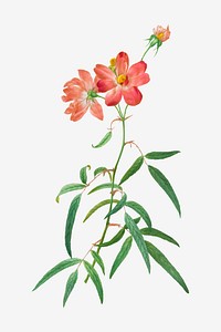 Vintage Rosa Longifolia vector