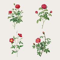 Vintage rose flower vector set