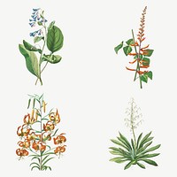 Vintage illustration set of African corn lily, coral tree, corn lily, and yucca