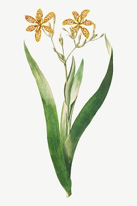 Vintage corn lily flower illustration