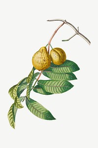 Vintage guava fruit illustration