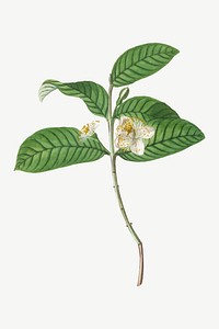 Vintage blooming guava flower illustration