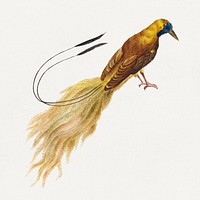 Bird of Paradise vintage illustration