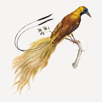 Bird of Paradise vintage illustration vector
