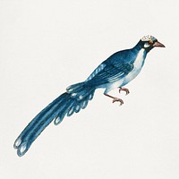 Cuckoo bird  vintage illustration