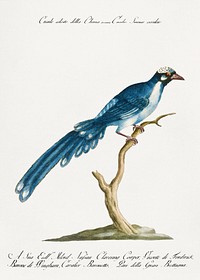 Cucule celeste della China (Cuckoo)  vintage illustration