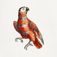 Red parrot vintage illustration