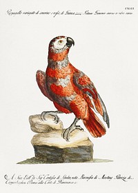 Pappagallo variegato di cenerino e rosso, di Guinea (Parrot) vintage illustration