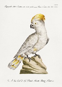 Pappagallo, detto cacatua, con cresta gialla (Cockatoo) vintage illustration