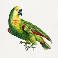 Green parrot vintage illustration