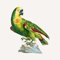 Parrot vintage illustration vector