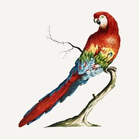 Macaw vintage illustration vector