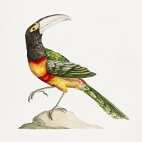 Toucan bird on a rock vintage illustration