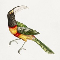 Toucan vintage bird illustration
