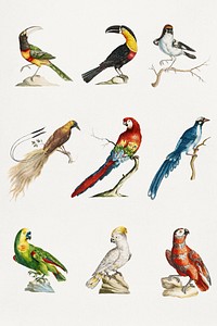Vintage exotic bird illustrations set