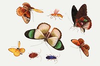 Butterflies and insects vector vintage illustration set