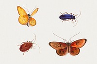 Psd butterfly, moth and bugs vintage illustration set