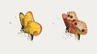 Psd butterfly insect vintage illustration