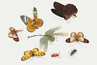 Butterflies, dragonfly and insects vector vintage drawing collection