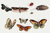 Butterflies, moth and insects vector vintage drawing collection