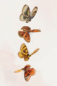Butterflies and moths vintage illustration set