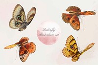 Butterfly vector vintage illustration set