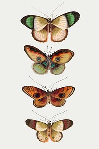 Green butterflies and moth vector vintage drawing collection