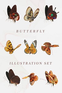 Butterfly and moth vector vintage illustration set
