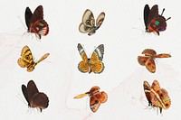 Moth and butterfly insect psd vintage illustration set