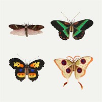 Butterflies, moth and insect vintage illustration vector set