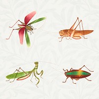 Grasshoppers and bug insect vintage illustration collection
