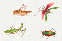 Grasshoppers and bug vintage drawing collection vector