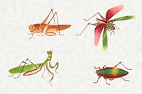 Grasshoppers and bug vintage drawing collection