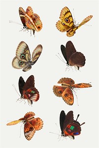 Moth and butterfly vector vintage illustration set