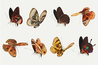 Moth and butterfly vector vintage drawing collection