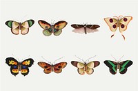 Colorful butterflies and moths insects vector vintage illustration set