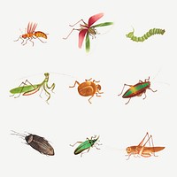 Grasshopper, bug and caterpillar vintage drawing collection