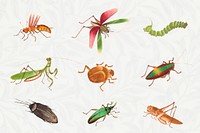 Insect vintage illustration set vector | Premium Vector - rawpixel