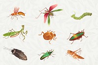 Insect vintage illustration vector set