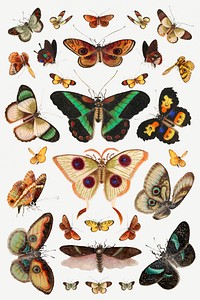Psd butterflies and moths insects psd vintage illustration set