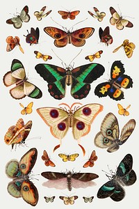 Butterflies and moths insects vector vintage drawing collection