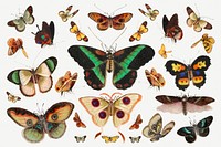 Butterfly and moth insect vintage illustration set