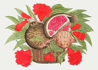 Pomegranates and blossoms in a basket vector, remixed from the 18th-century artworks from the Smithsonian archive.